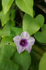 Ipomoea littoralis