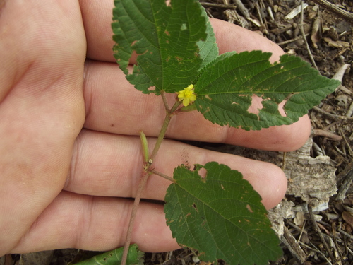 Corchorus aestuans iNat (1)