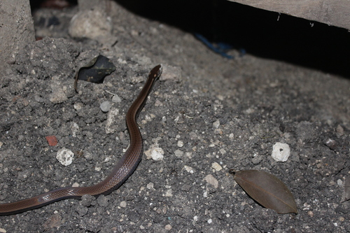 Black-striped Snake, Coniophanes imperialis