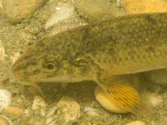 Caspian Gudgeon photo 4