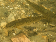 Caspian Gudgeon photo 3