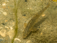 Caspian Gudgeon photo 5