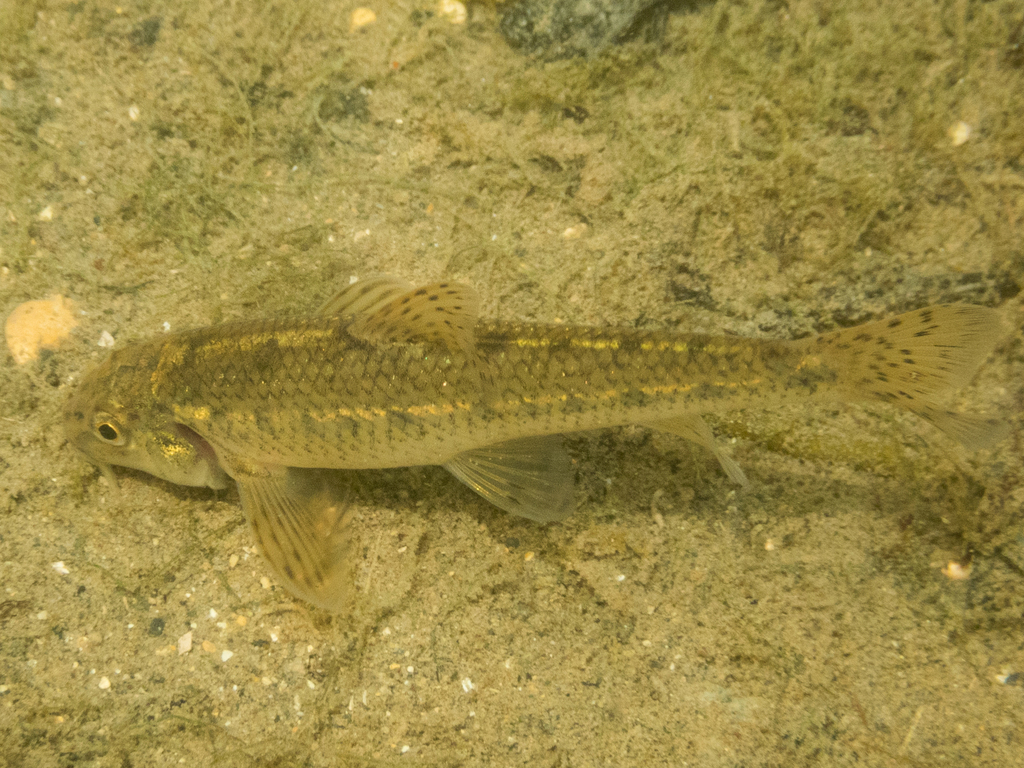 Caspian Gudgeon