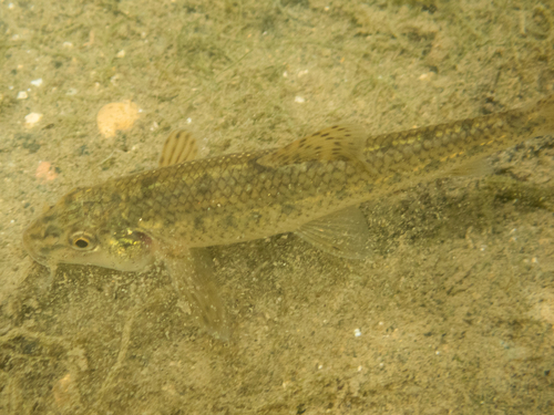 Caspian Gudgeon