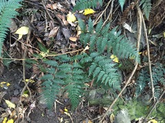Polystichum oculatum