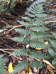Polystichum oculatum