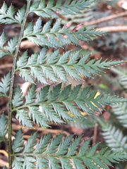 Polystichum oculatum