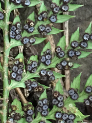 Polystichum oculatum