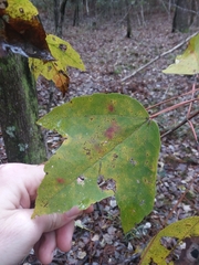 Acer rubrum drummondii