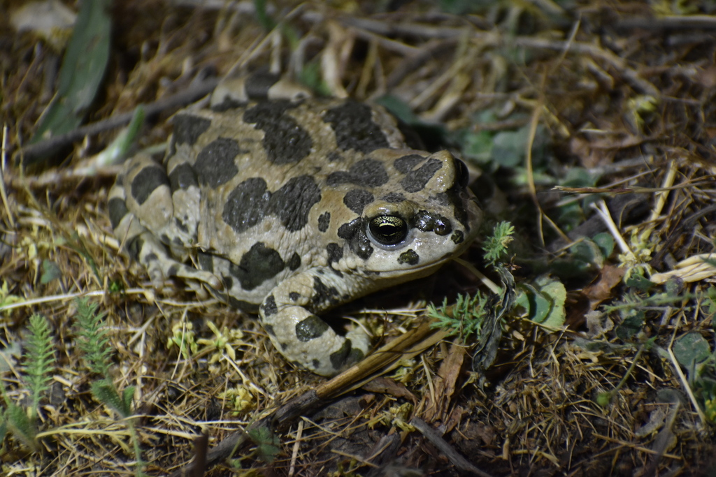 Pewzow's Toad