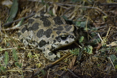 Pewzow's Toad photo 1