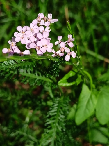 Image of Achillea roseoalba by no rights reserved