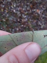 Acer rubrum drummondii