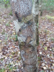 Acer rubrum drummondii