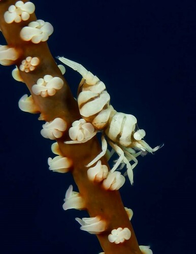 Anker's Whip Coral Shrimp