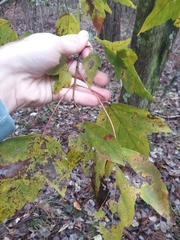 Acer rubrum drummondii