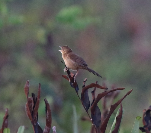 Broad-tailed Grassbird (Schoenicola platyurus), photo 4
