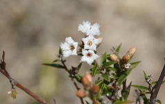 Leucopogon collinus