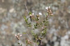 Leucopogon collinus