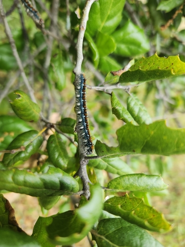 iNaturalist observation photo of Pacific Tent Caterpillar
