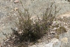 Leucopogon collinus