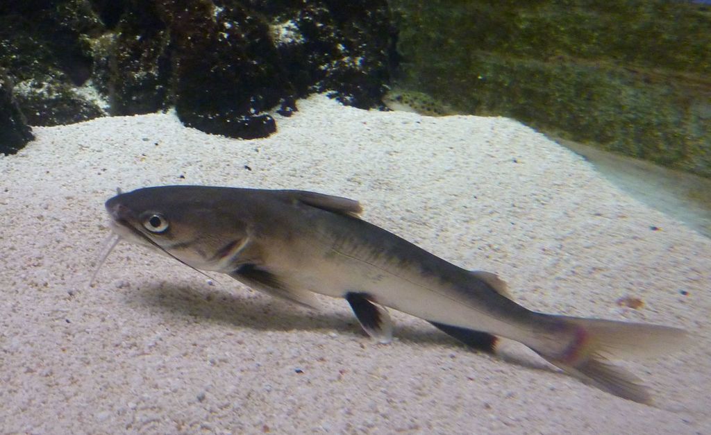 Ariopsis