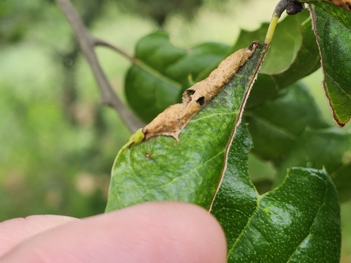 iNaturalist observation photo of Woolly Oak Aphids
