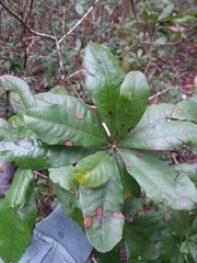 Morella caroliniensis