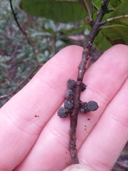 Morella caroliniensis