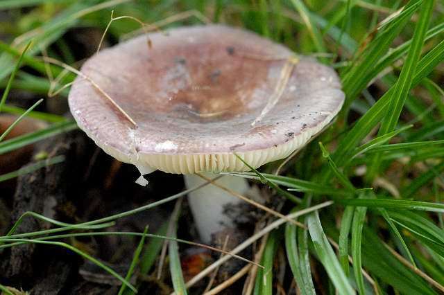 Oilslick Brittlegill