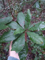 Morella caroliniensis