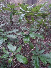 Morella caroliniensis