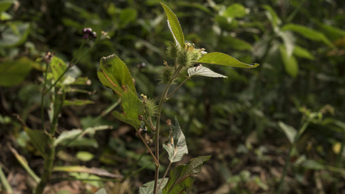 Foxtail copperleaf (Acalypha alopecuroidea)
