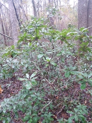 Morella caroliniensis