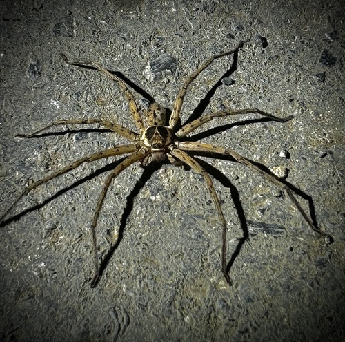 Pantropical Huntsman Spider