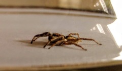 Menemerus bivittatus
