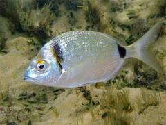Common Two-Banded Seabream photo 5
