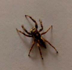 Menemerus bivittatus