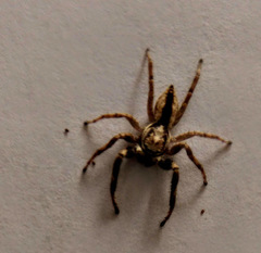 Menemerus bivittatus