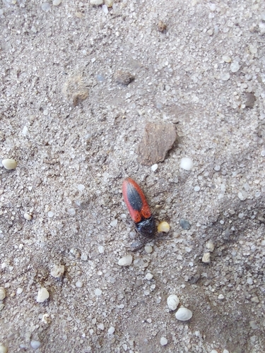 black-centered click beetle, 5051 Goirle, Netherlands, photo 9 of 10