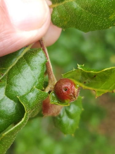 iNaturalist observation photo of Ball Gall Wasp