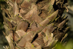 Lygodactylus angularis