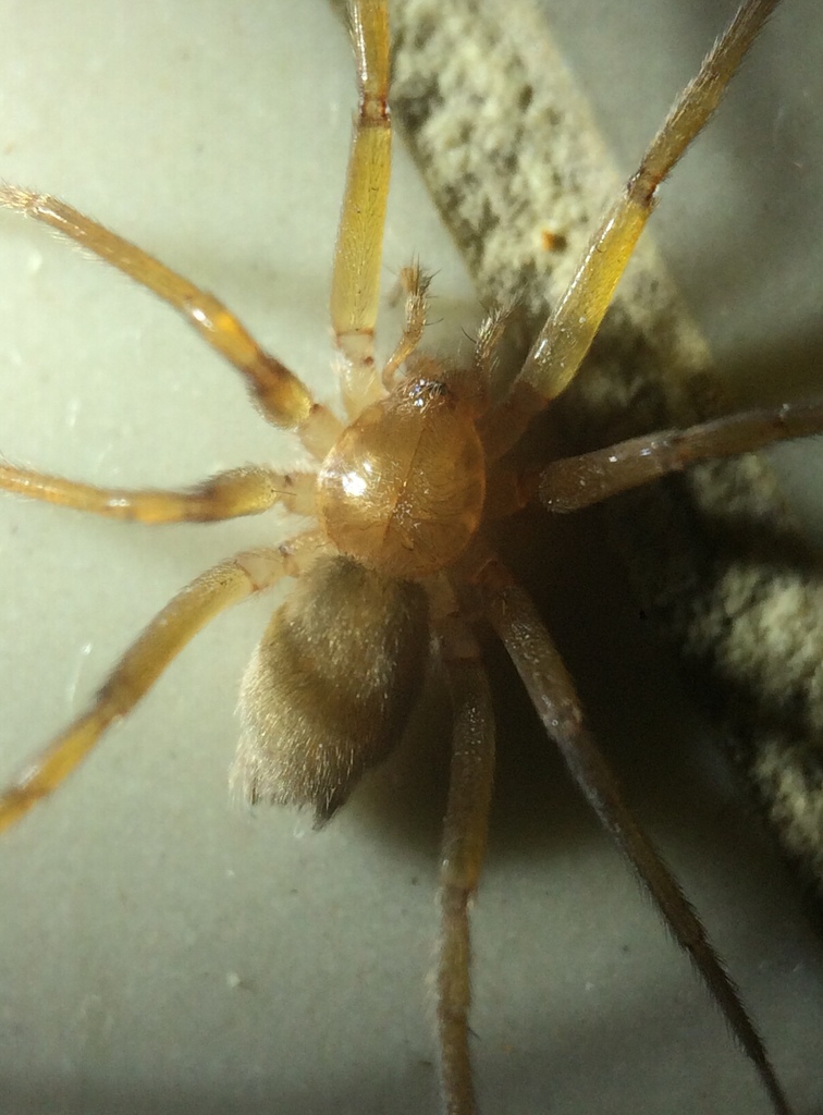Zimiris doriae