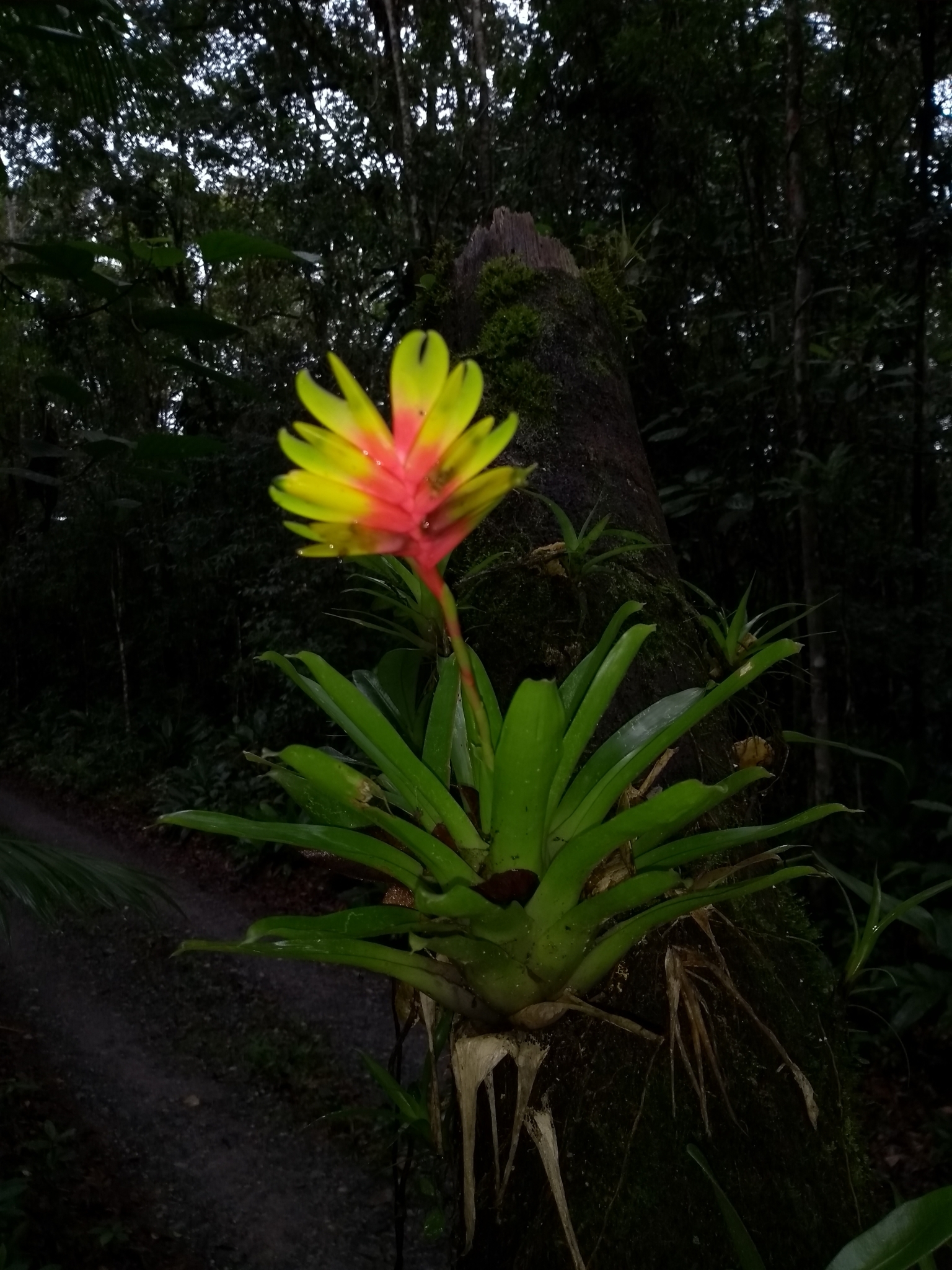 Vriesea carinata