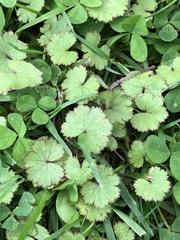 Hydrocotyle moschata moschata