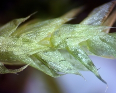 Herzogiella striatella