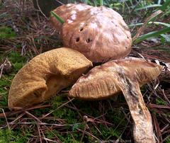 Suillus