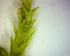 Herzogiella striatella