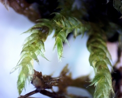 Herzogiella striatella