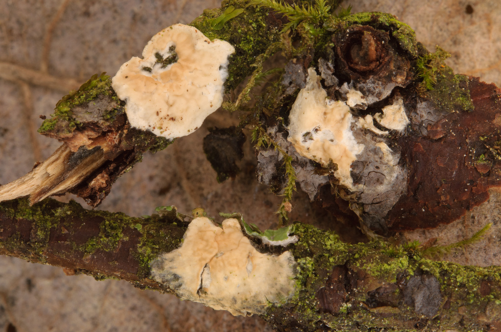 Phanerochaetella queletii